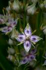 Green gentian wildflower in Utah Art Print